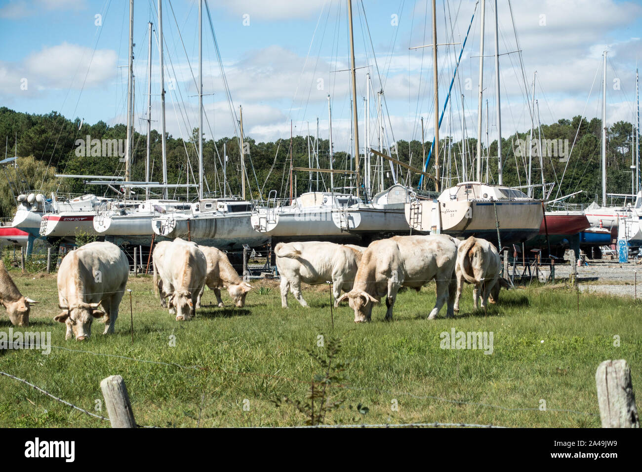 Foleux Stockfoto