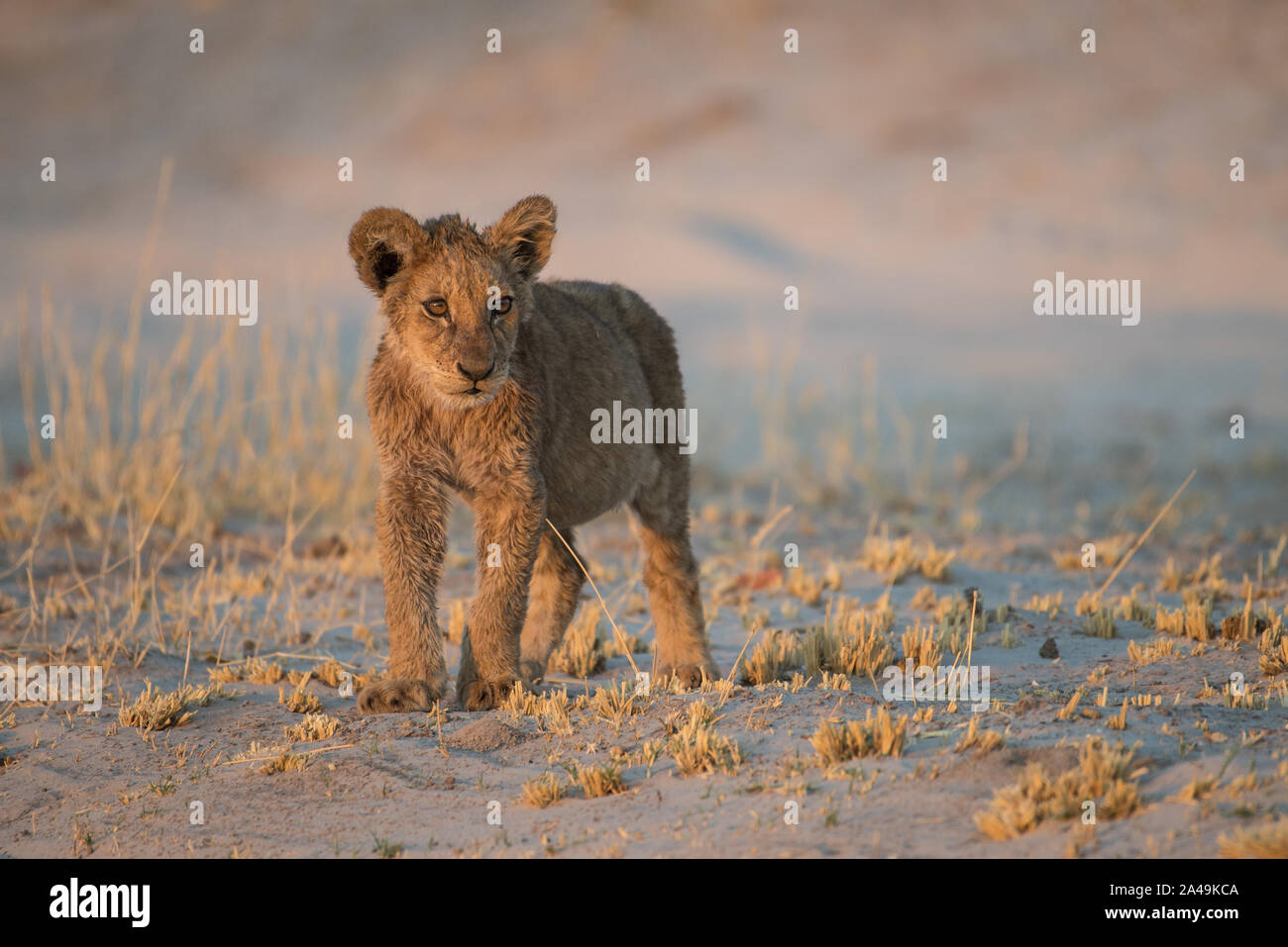 Sehr junger Löwe (Panthera leo) Cub in sehr frühen Morgen Licht, Savuti, Chobe National Park, Botswana Stockfoto