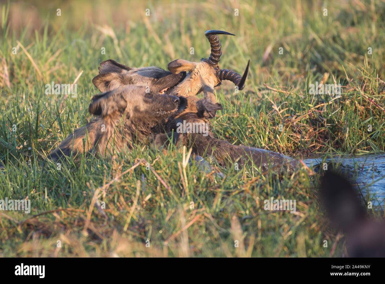 Packung mit Afrikanische Wildhunde (Lycaon pictus) Tötung eines männlichen aufspießen in Khwai River. Moremi National Park, (khwai), Botswana Stockfoto