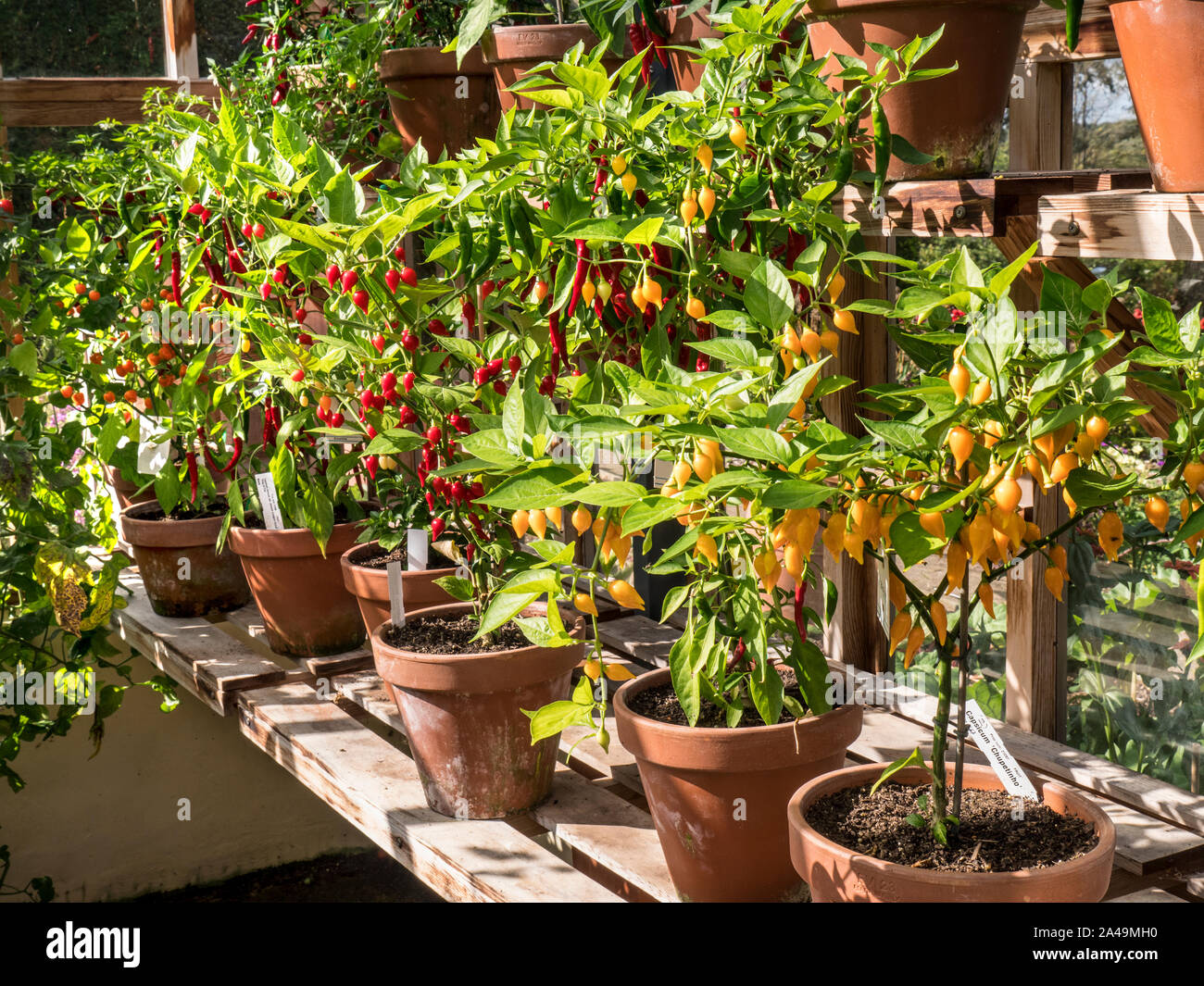 CHILI Paprika gelb" CHUPETINHO 'Rot' PRAIRIE FIRE" versenkt im Gewächshaus Capsicum annuum - Chili Peppers Obst Zierpflanzen Sonnig warme Umgebung Stockfoto