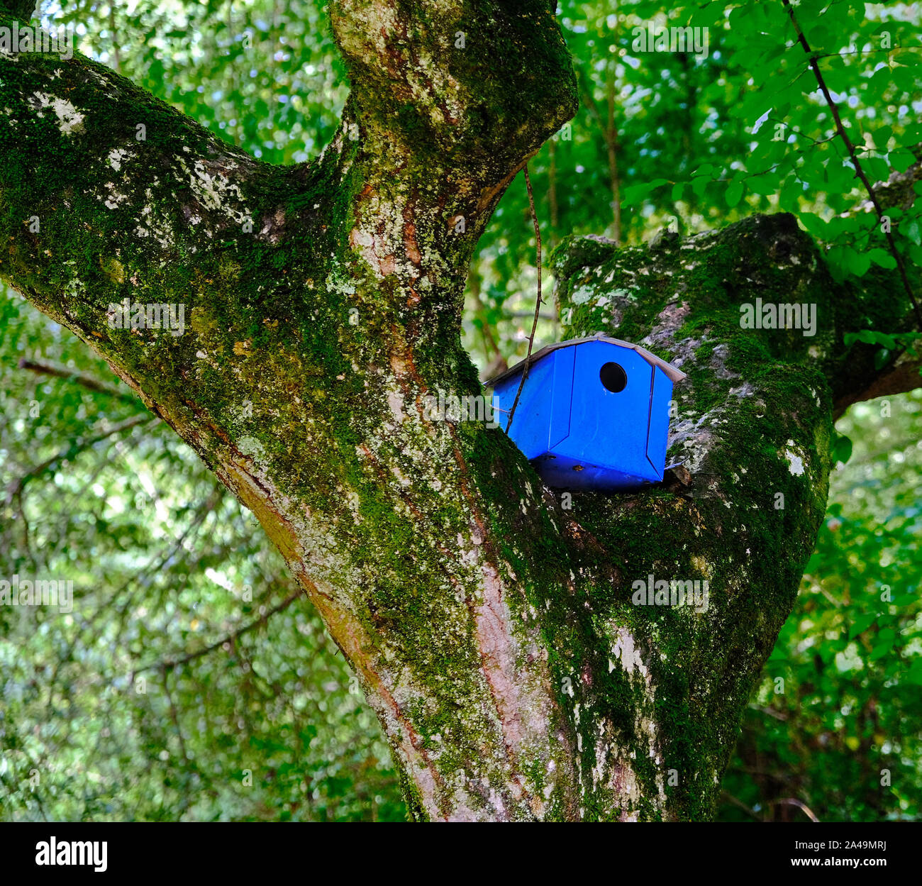 Blau Vogelhaus in Gabel der Baum Stockfoto