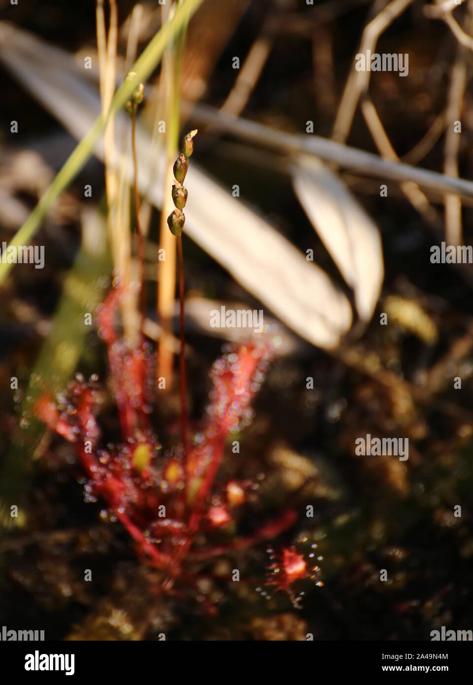 Selektiver Fokus Schuß des Englischen Sonnentau (Drosera anglica) Pflanze. Stockfoto