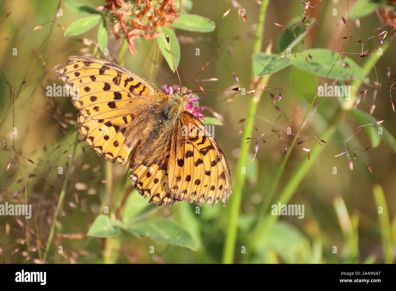 Boloria Selene (kleine Perle - grenzt Fritillary) auf Kleeblüte. Stockfoto