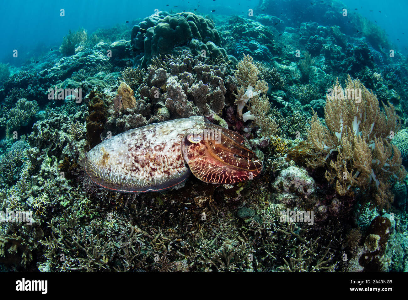 Eine große, bunte Broadclub Tintenfisch, Sepia latimanus, schwebt über einem schönen Korallenriff auf Pulau Teun in der Banda Sea, Indonesien. Stockfoto