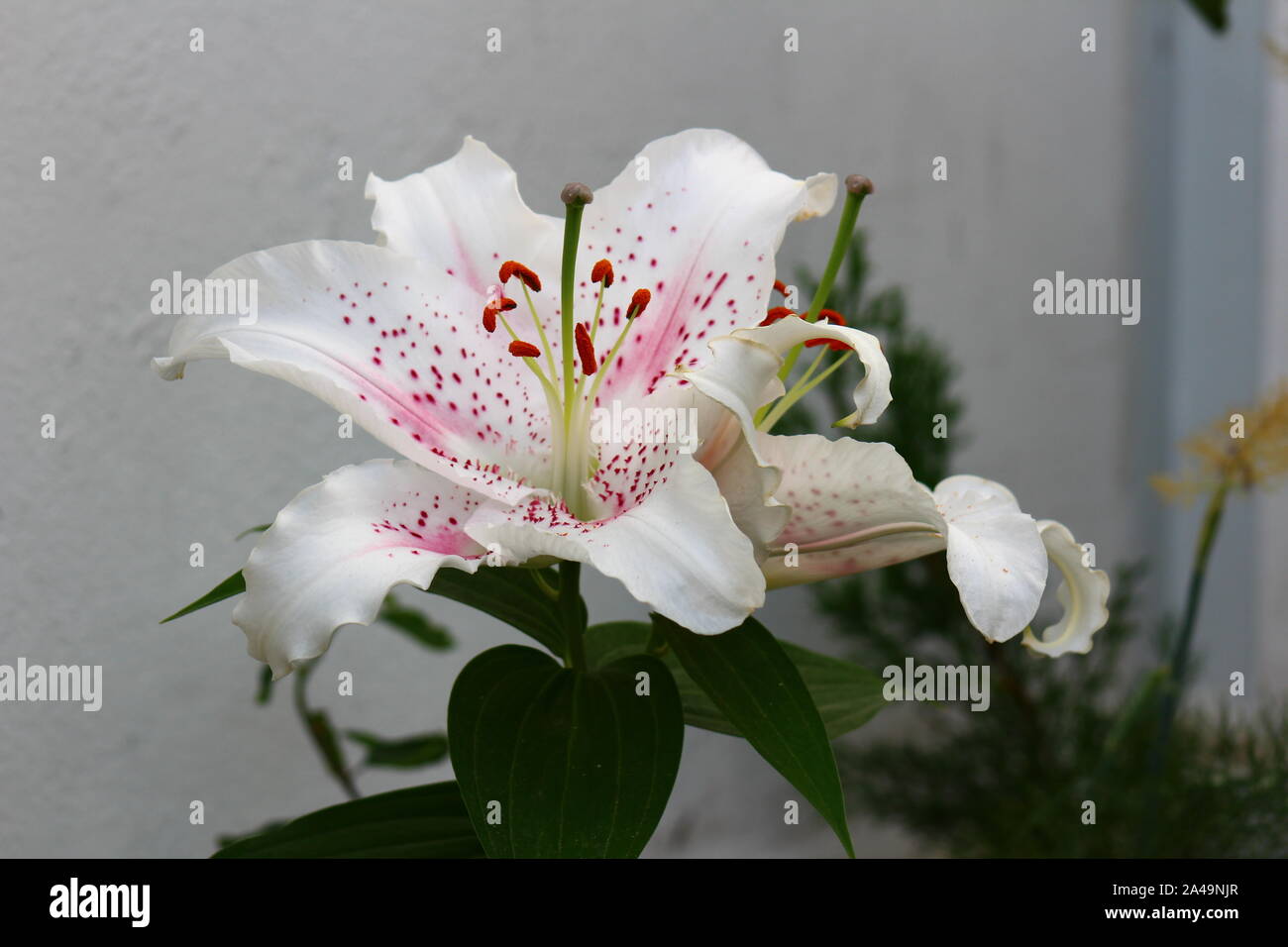 Lilium lilium Blüte / Flor Stockfoto