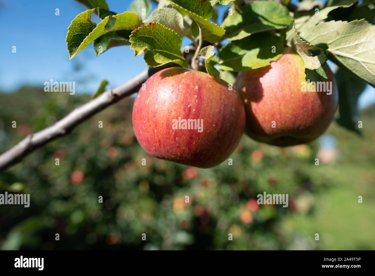 Kent, Großbritannien - 15 September, 2019: Zwei rote Äpfel wachsen auf einem Apfelbaum in einem Obstgarten außerhalb von London im Herbst. Stockfoto