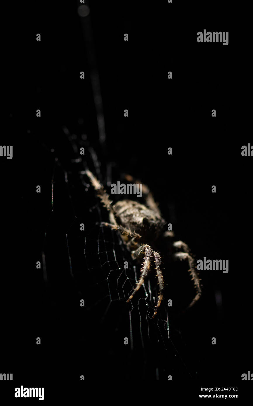 Kreuzspinne im Web in der Nacht Stockfoto