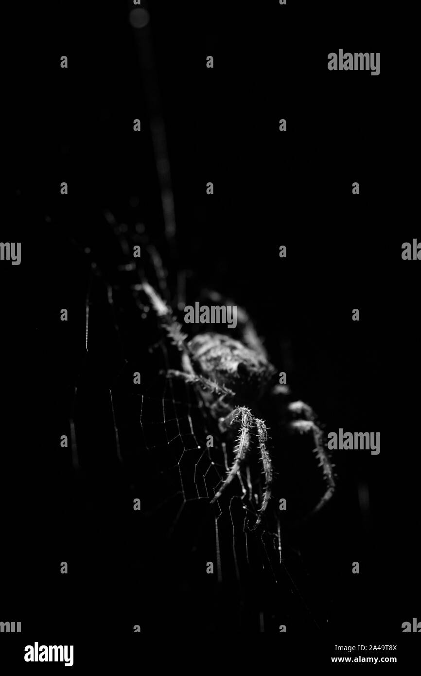 Garden Spider im Web bei Nacht - Schwarz und Weiß Stockfoto