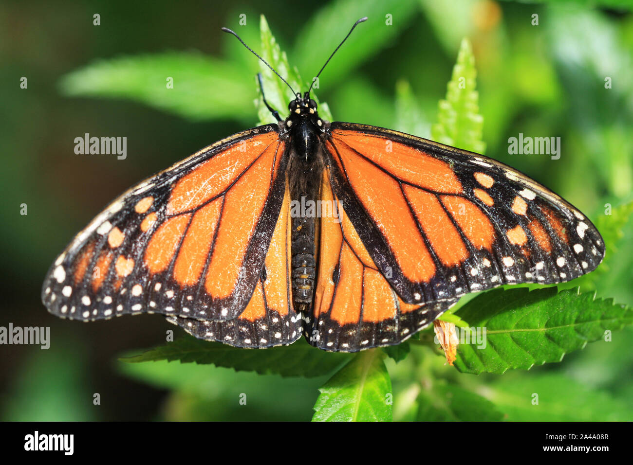 Monarchfalter Stockfoto