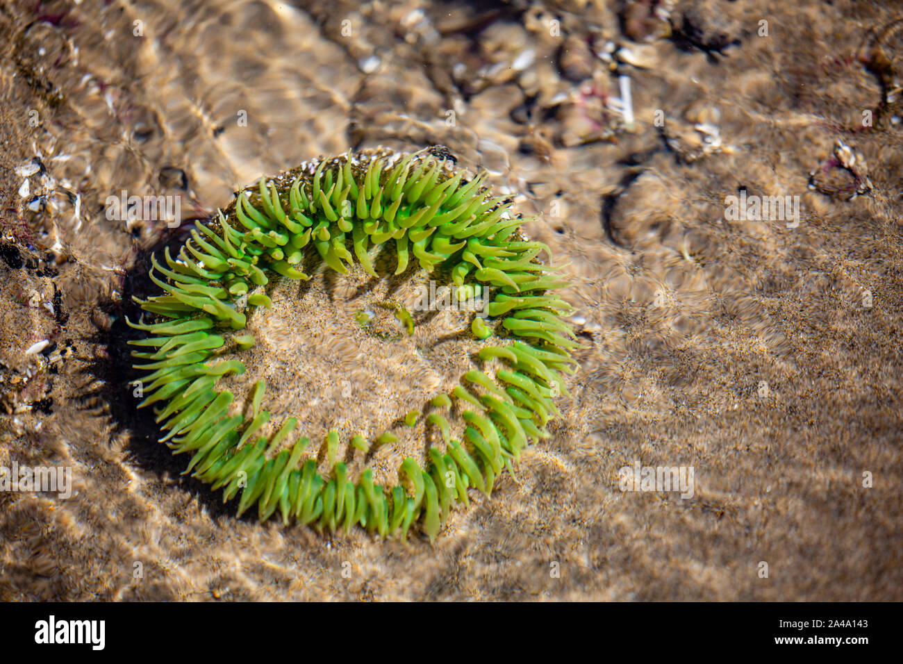 Green sea Anemone in einer Oregon Küste tide pool im August Stockfoto