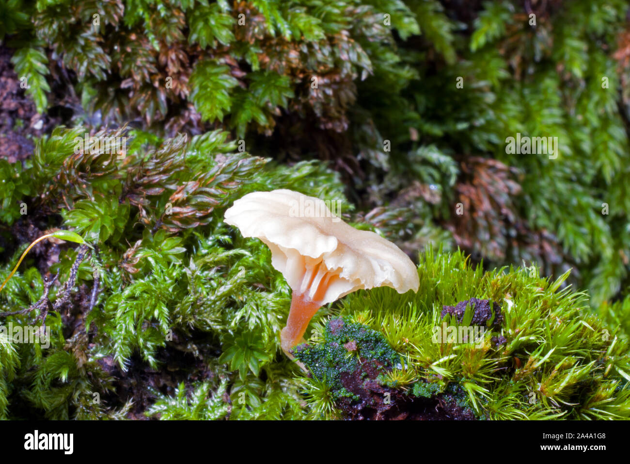 Eine basidiolichen Lichenomphalia umbellifera und Agaric Arten. Es hat eine symbiotische Beziehung mit einem Alge die grüne Thallus, von denen gesehen werden kann. Stockfoto
