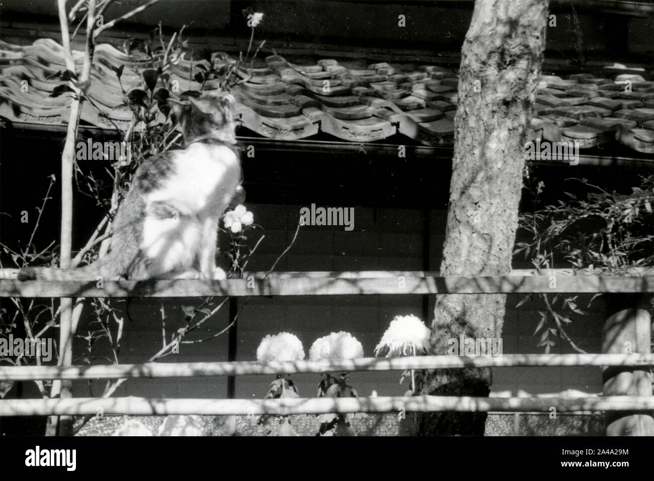 Daikaku-ji Tempel, Kyoto, Japan 1958 Stockfoto