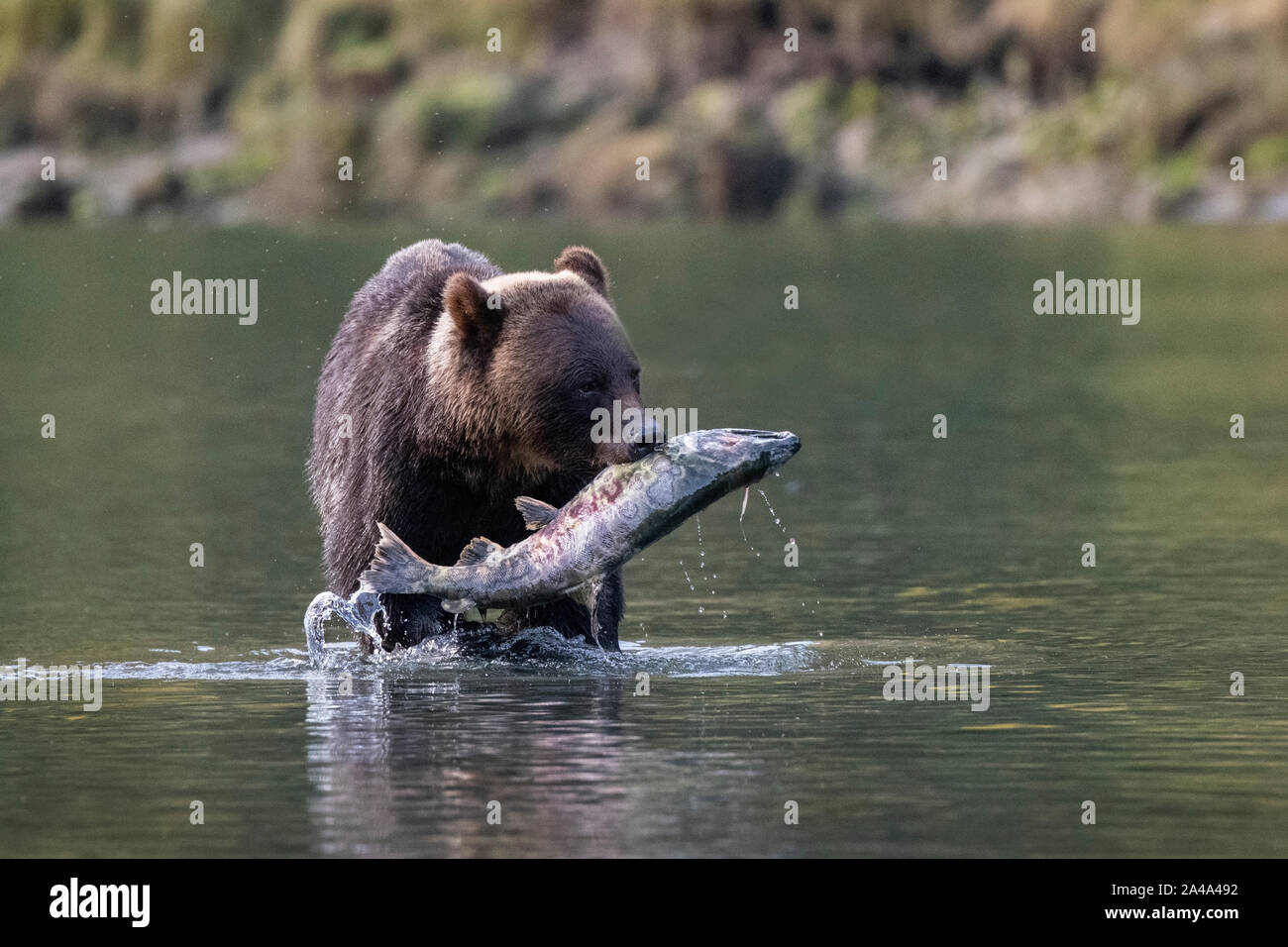 Kanada, British Columbia, Great Bear Rainforest, Khutze Einlass. Brauner Bär aka Grizzlybären (Ursus arctos) Angeln Chum salmon (Oncorhynchus keta) Stockfoto