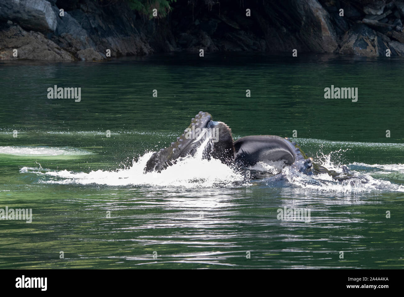 Kanada, British Columbia, Great Bear Rainforest, Khutze Einlass. Buckelwal bubble Net füttern, den Mund offen. Stockfoto