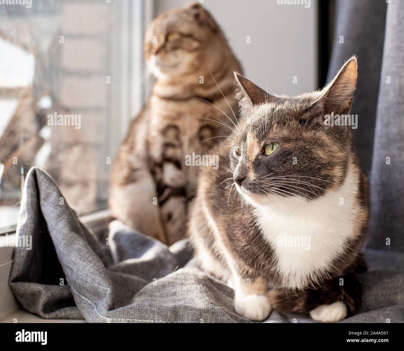 Zwei süße Katzen, ein Mischling, der andere Scottish Fold auf der Fensterbank sitzen und aus dem Fenster schauen nachdenklich, sich die Erwärmung in den Strahlen der Stockfoto