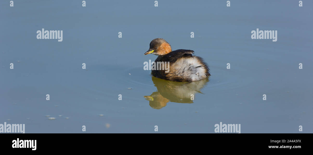 HUMEDALES, Tachybaptus ruficollis ZAMPULLIN CHICO Stockfoto