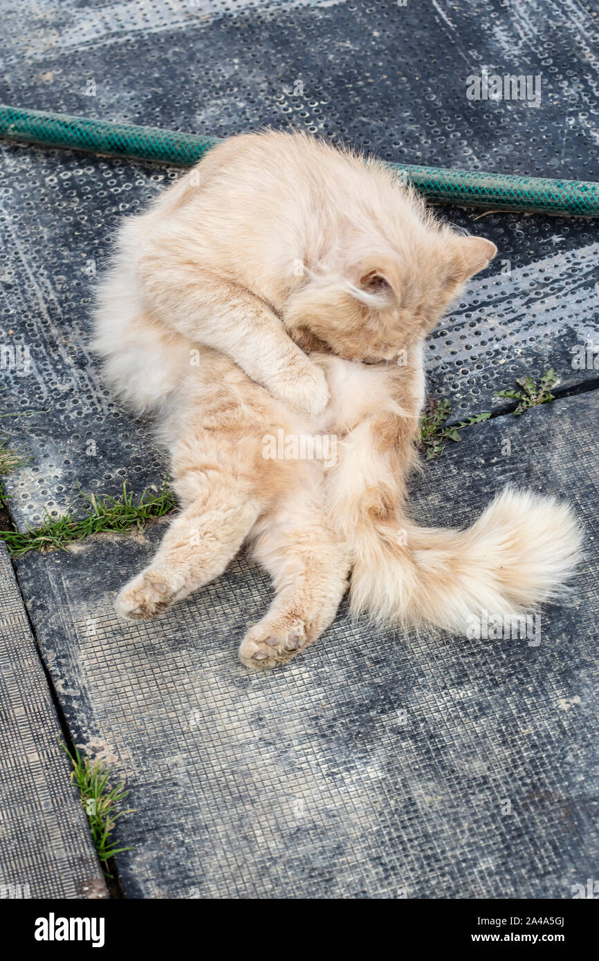 Flauschige schöne Ginger cat Lustig geschwungen und wäscht sich mit seiner Zunge, aber es sieht so aus, als ob er sich im Sommer am Nachmittag in der cou schnüffelt Stockfoto