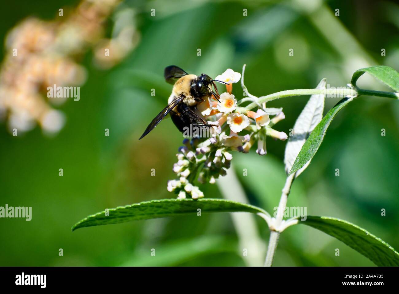 Hummel auf einen gelben Schmetterling Bush Stockfoto