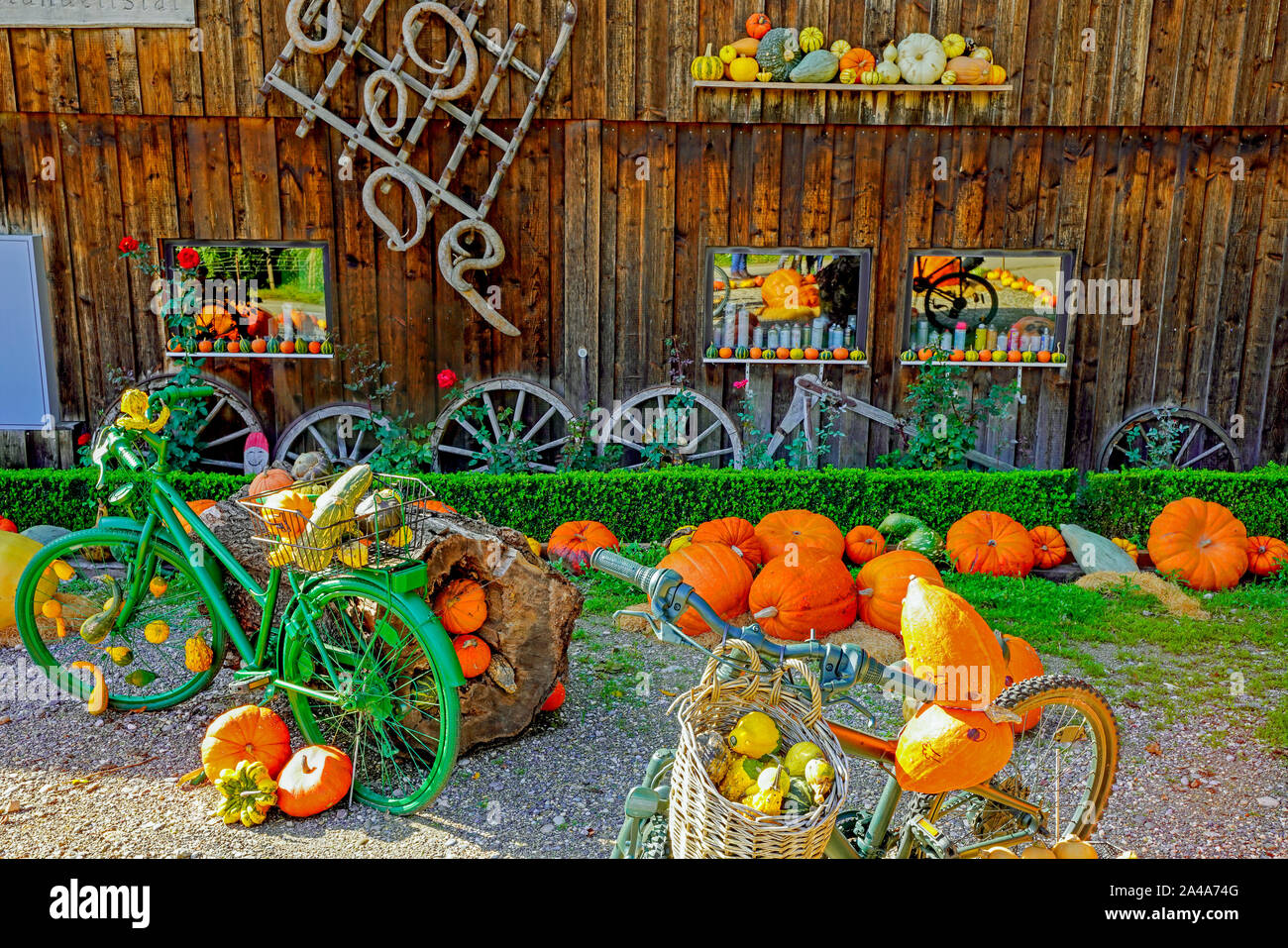 Bunte Kürbisse auf einem in einem farers Hof Stall, Kanton Basel, Schweiz. Stockfoto