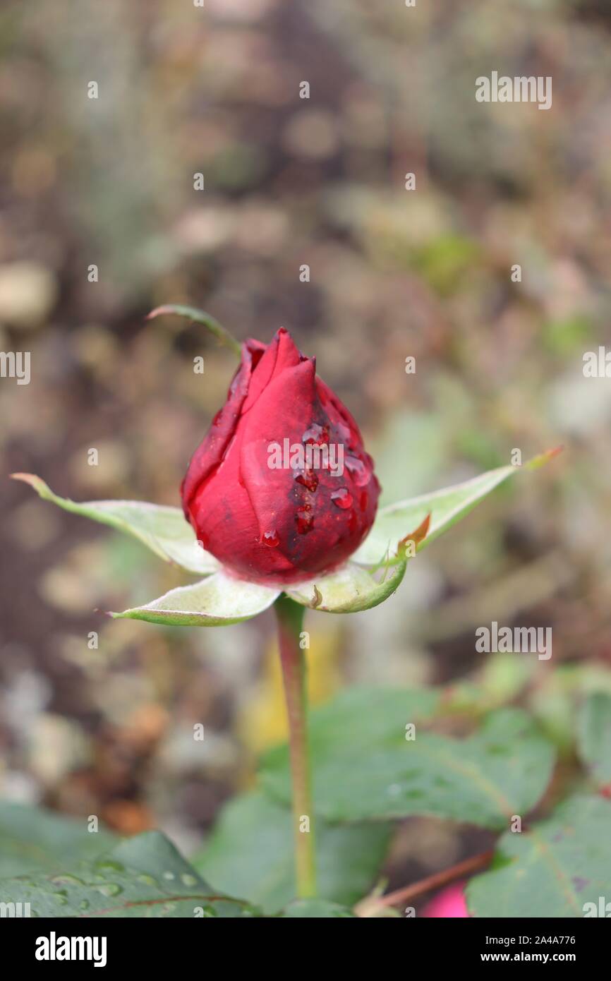 Red Rose Stockfoto