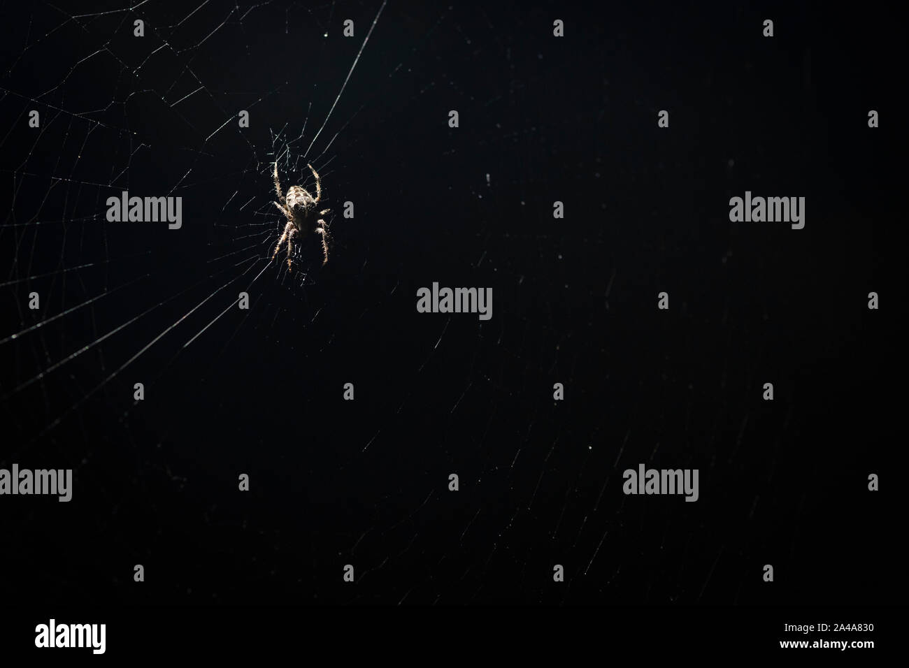 Kreuzspinne im Web in der Nacht Stockfoto