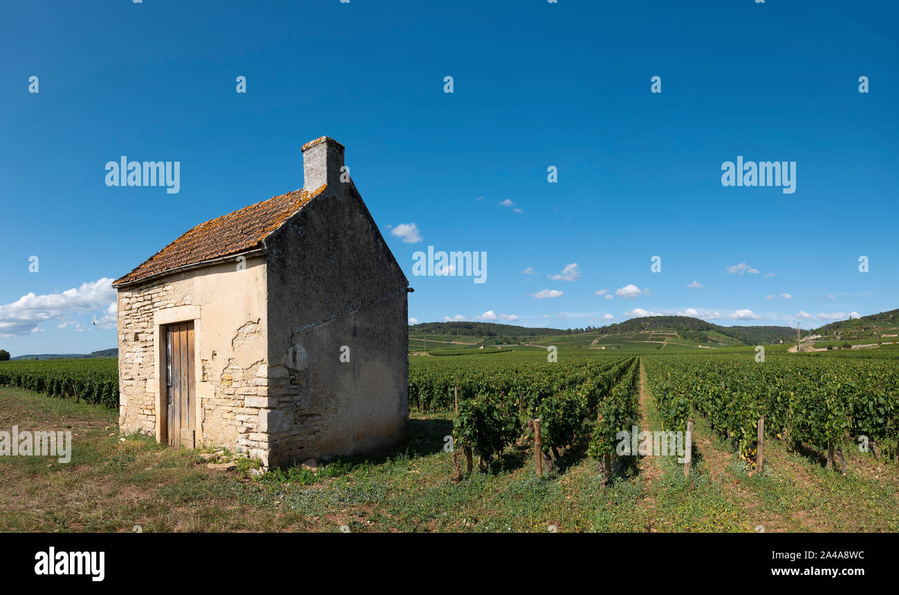 Reben, Cote de Beaune, Burgund, Frankreich. Stockfoto