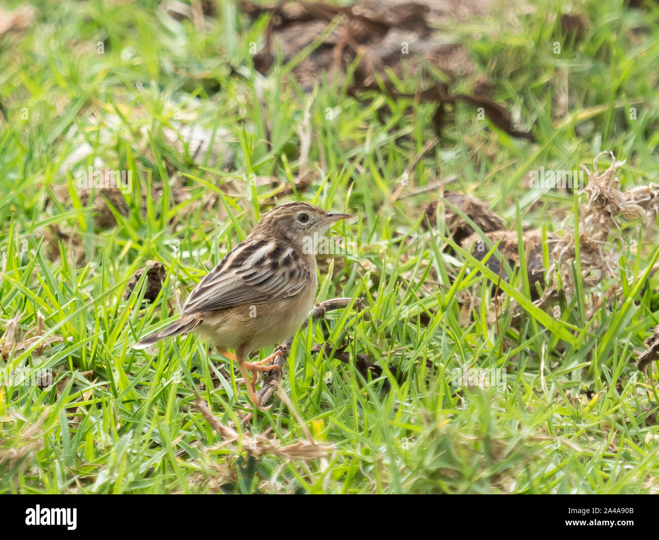 Zitting Cisticola im Herbst in Andalusien in Spanien. Stockfoto