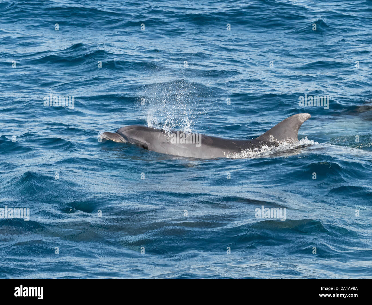 Große Tümmler in der Meerenge von Gibraltar. Stockfoto