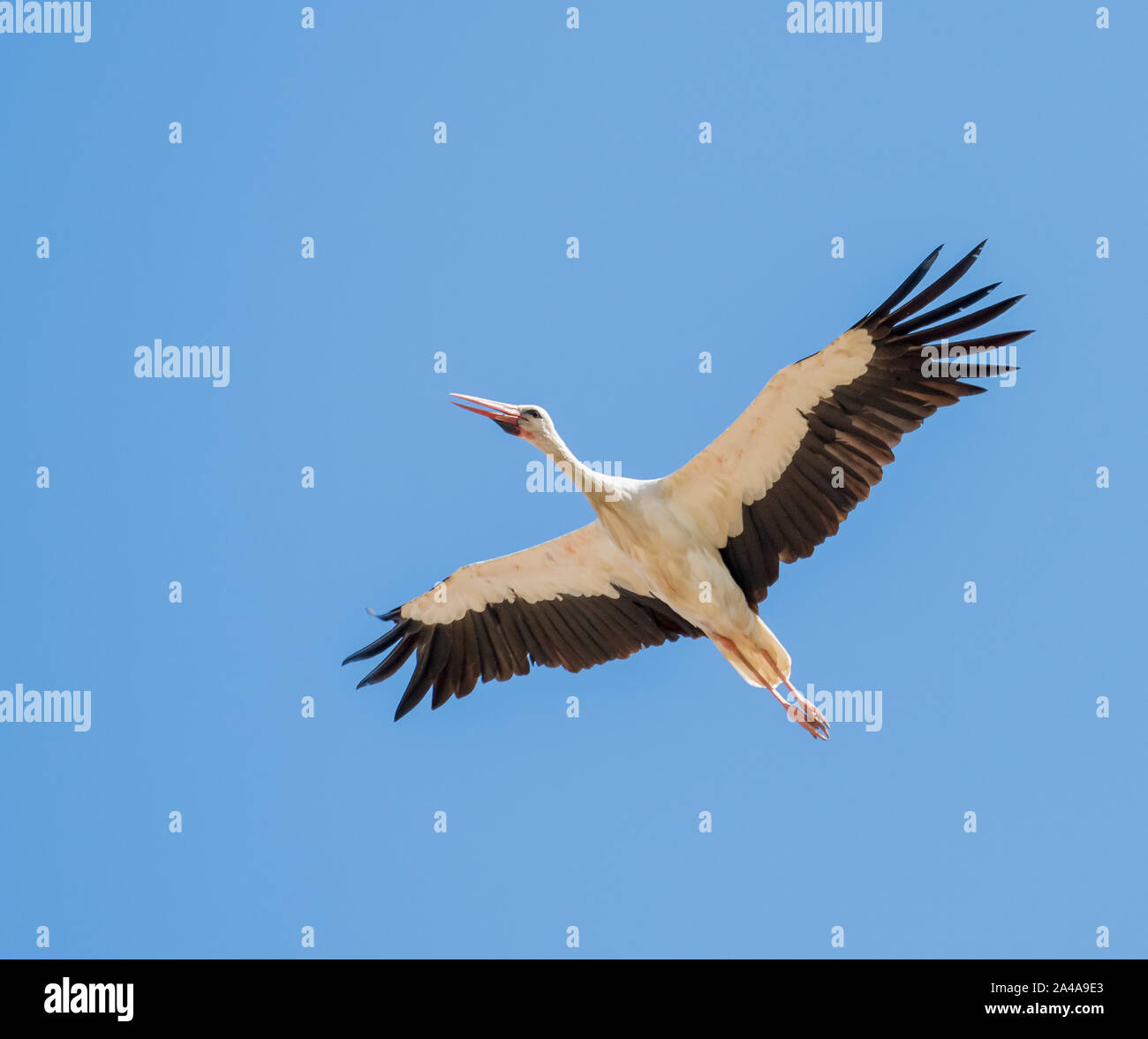 Weißstorch Flying South im Herbst oder Fallen die Migration über die Straße von Gibraltar. Stockfoto