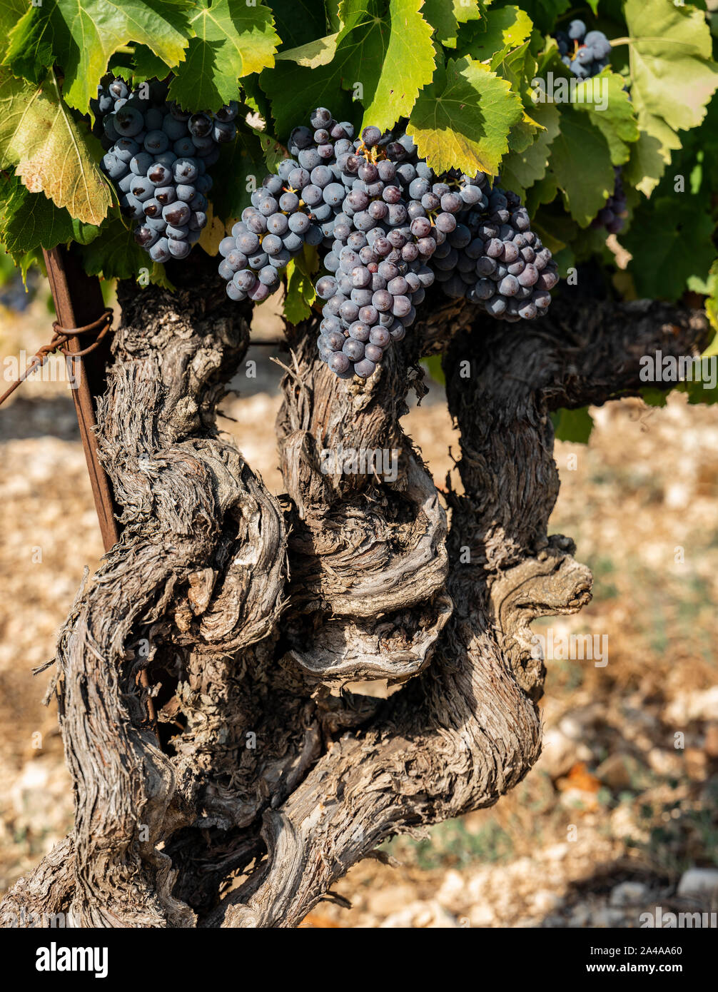 Rote Trauben am Weinstock, Cote de Ventoux, Bedoin, Frankreich Stockfoto