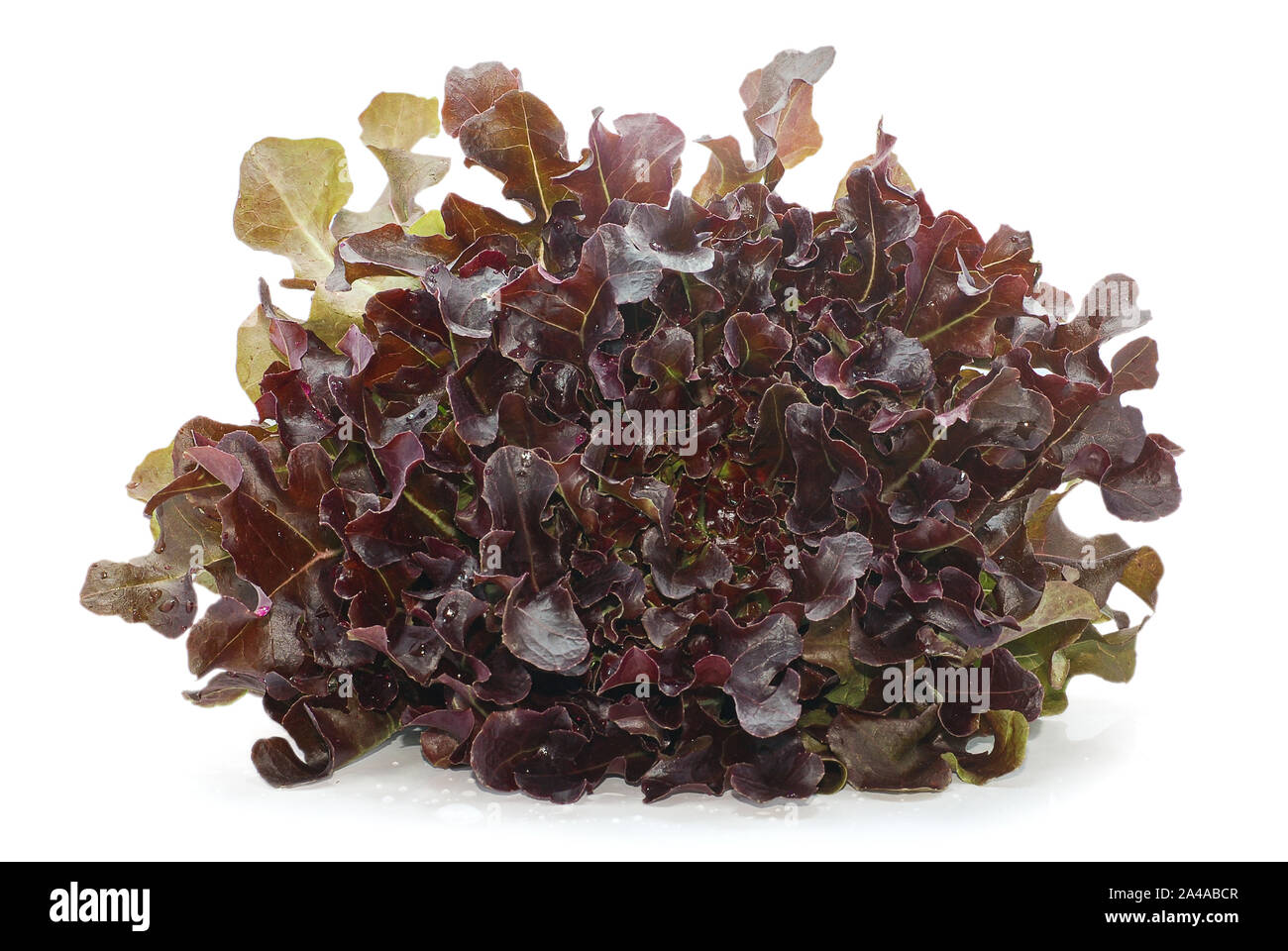 Lollo Rosso Salat isoliert auf weißem Hintergrund Stockfoto