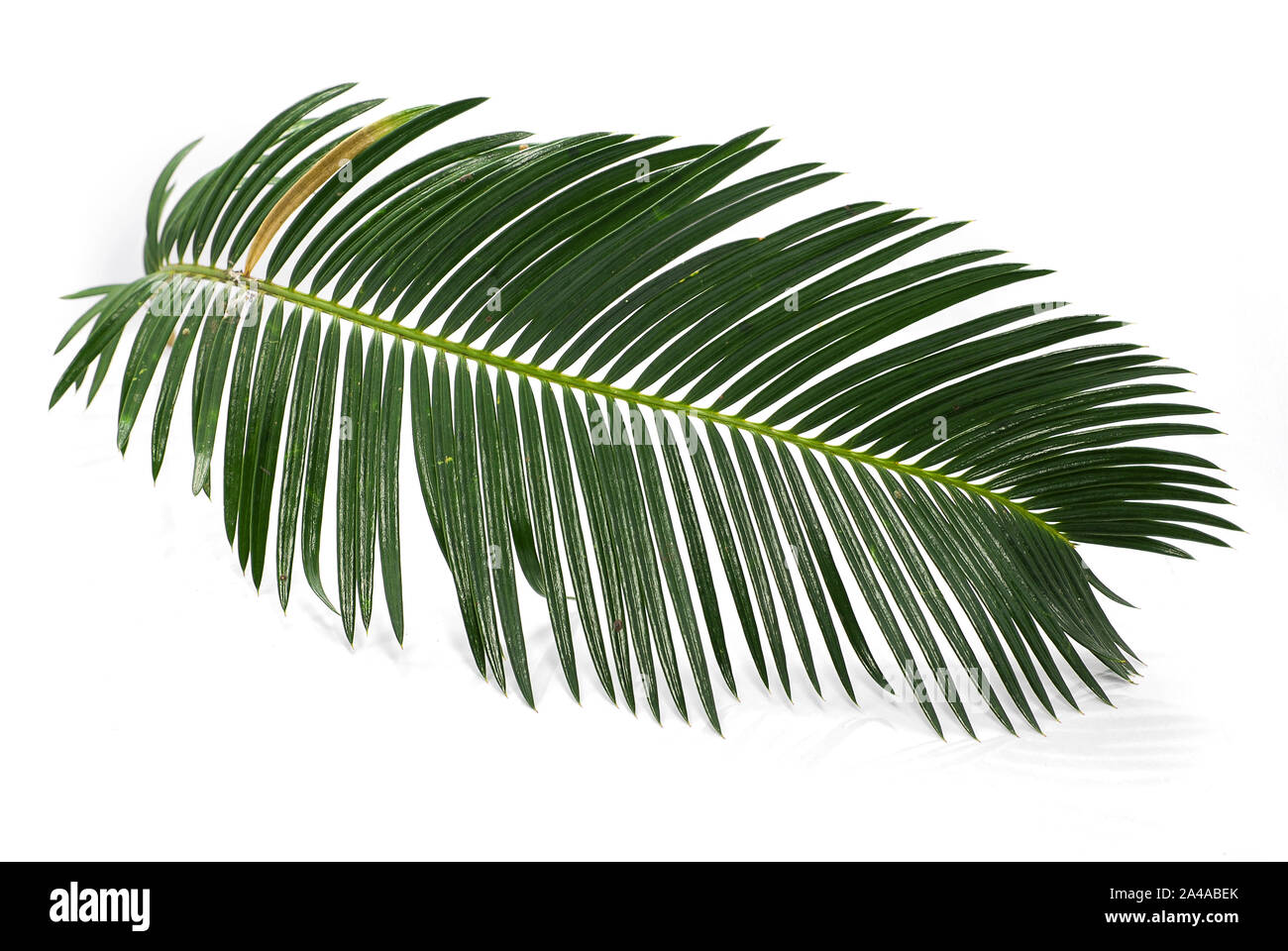 Tropische palm leaf auf weißem Hintergrund Stockfoto