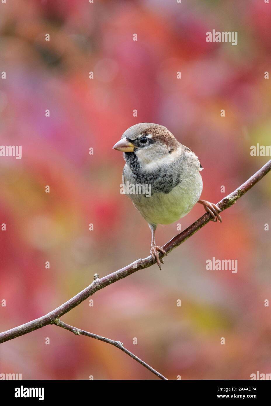 Nonbreeding Männchen Haussperling Passer domesticus-auf Niederlassung im Herbst - Schottland, Großbritannien thront Stockfoto