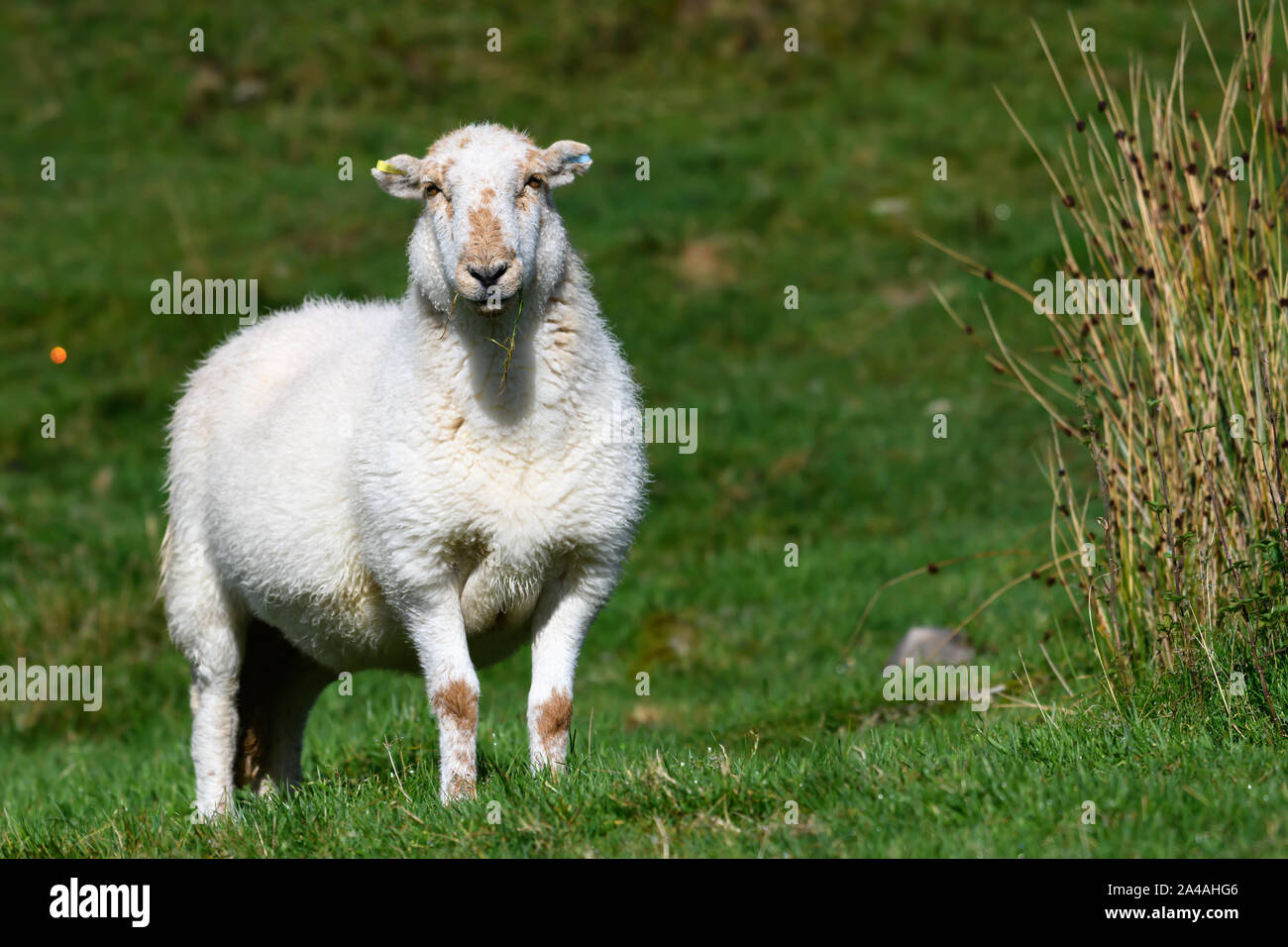 Walisischen Schafe auf einem Hügel in Wales Stockfoto