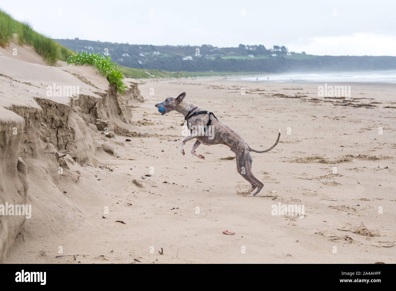 Whippet genießen Sie einen Tag am Meer auf einem Stumpf und bewölkten Tag auf harlech Strand, Harlech, Wales, Großbritannien Stockfoto