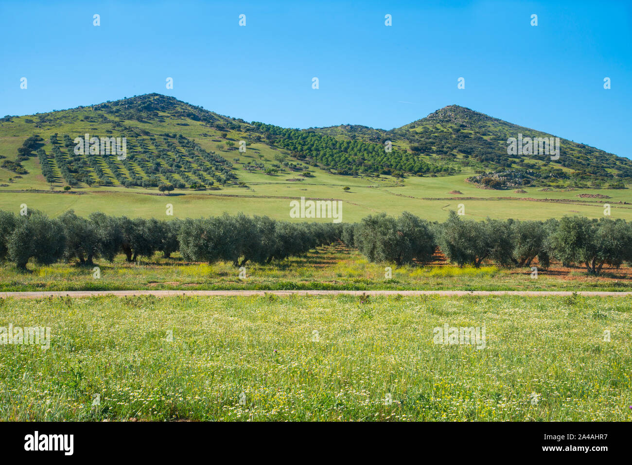 Olivenhaine. Fuente el Fresno, Ciudad Real Provinz, Castilla La Mancha, Spanien. Stockfoto