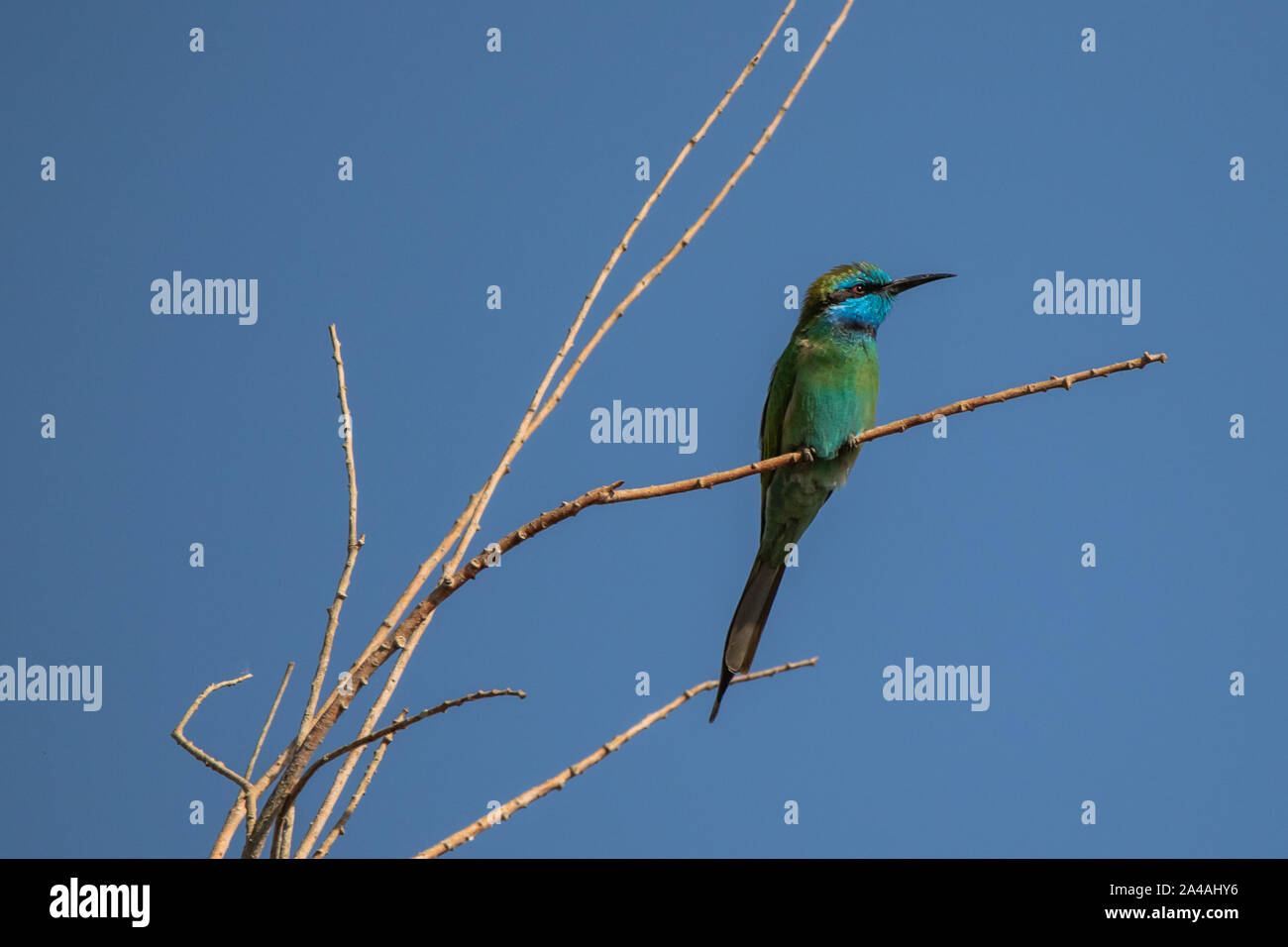 Little Green Bee-eater Stockfoto