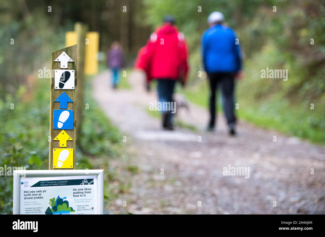 Wanderer auf dem Waldspaziergang über Betws-Y-Coed, Wales, Großbritannien Stockfoto