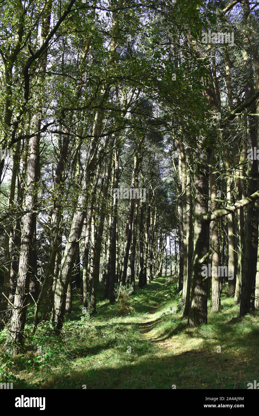 Fife Coastal Path, bei dem eine lange Strecke zu Fuß in Schottland, Reisen durch Tentsmuir Wald, Naturschutzgebiet Stockfoto