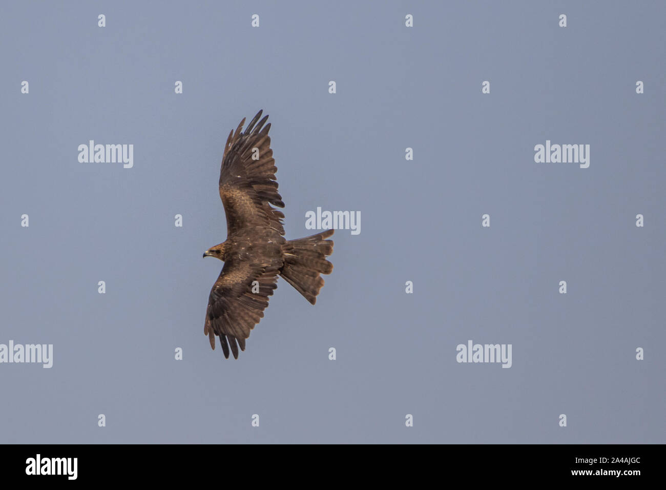 Schwarze Drachen hochfliegende Stockfoto
