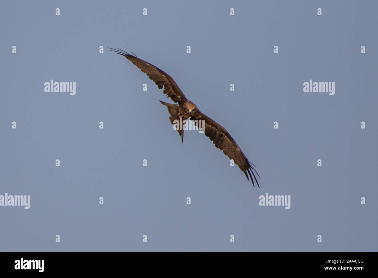 Schwarze Drachen hochfliegende Stockfoto