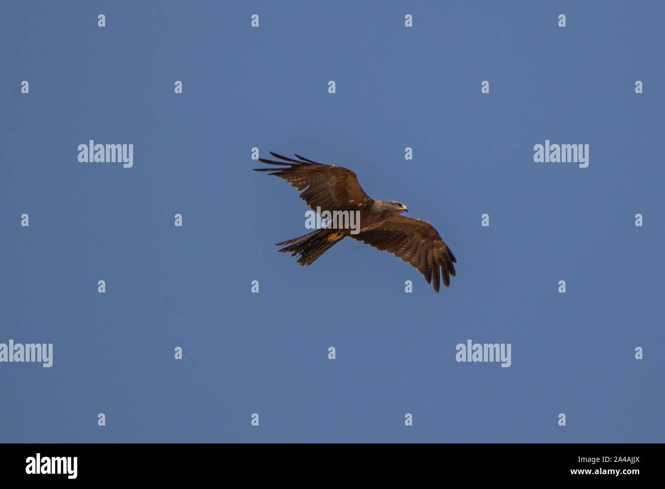 Schwarze Drachen hochfliegende Stockfoto