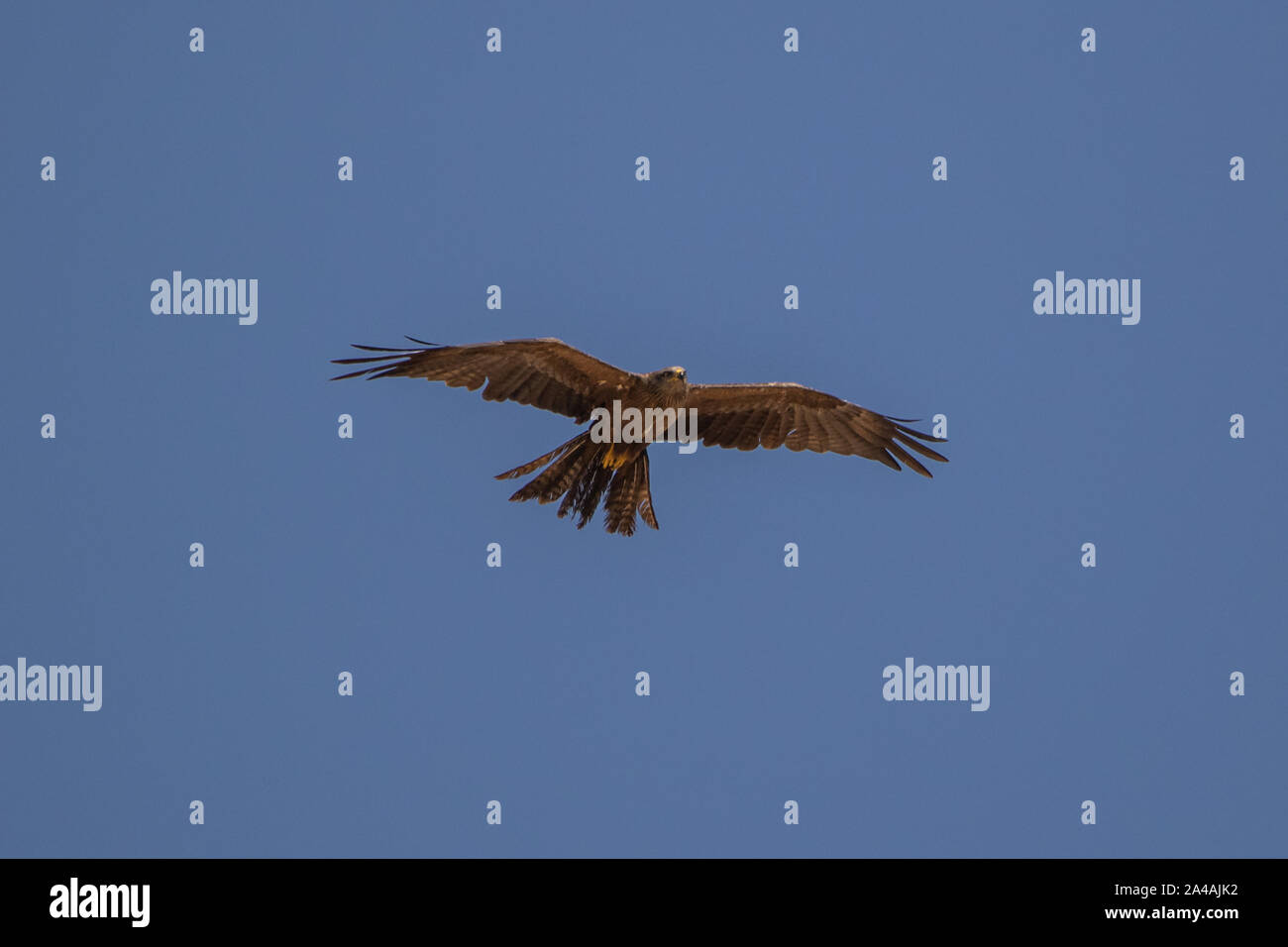 Schwarze Drachen hochfliegende Stockfoto