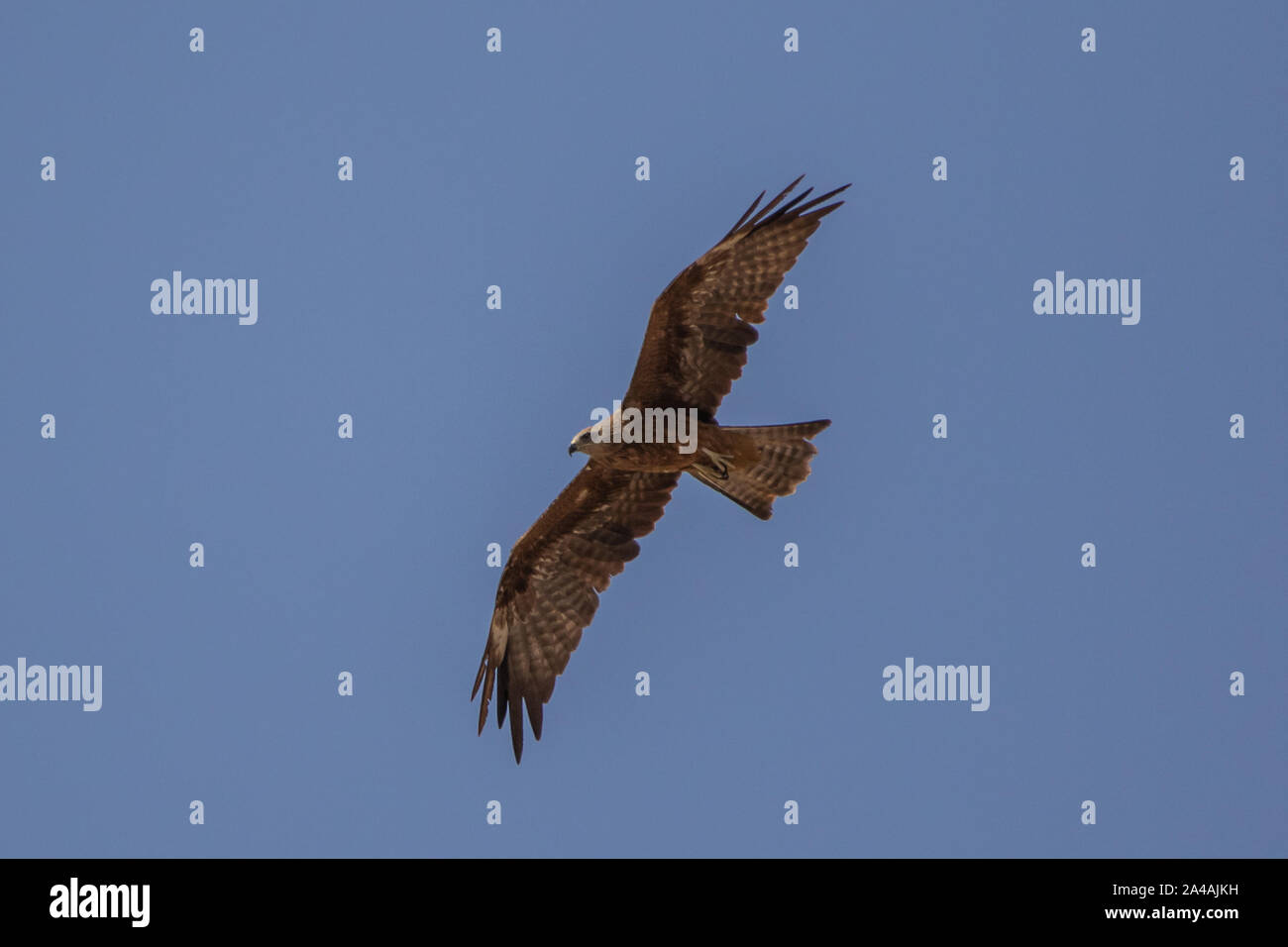 Schwarze Drachen hochfliegende Stockfoto