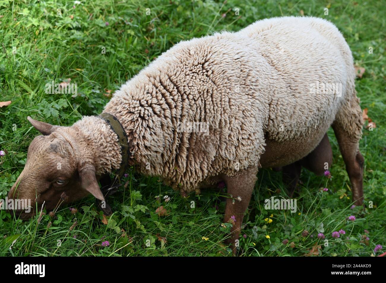 Prächtiger hornloser Schafbock mit Glocke frisst genüsslich auf der Weide Stockfoto