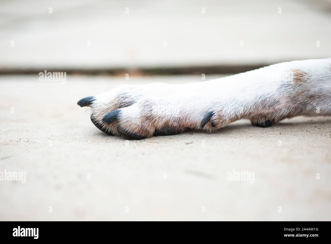 Pflasterung Nahaufnahme von Hund Pfote auf Stockfoto