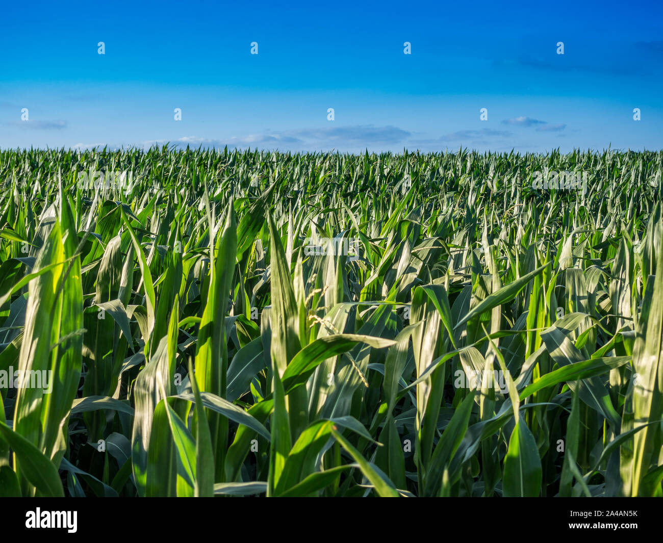 Cornfield Genmais auf dem Feld Stockfoto