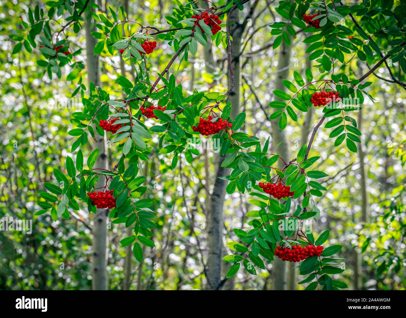 Rote Beeren der Eberesche Baum, im Nordwesten von Ontario, Kanada. Stockfoto