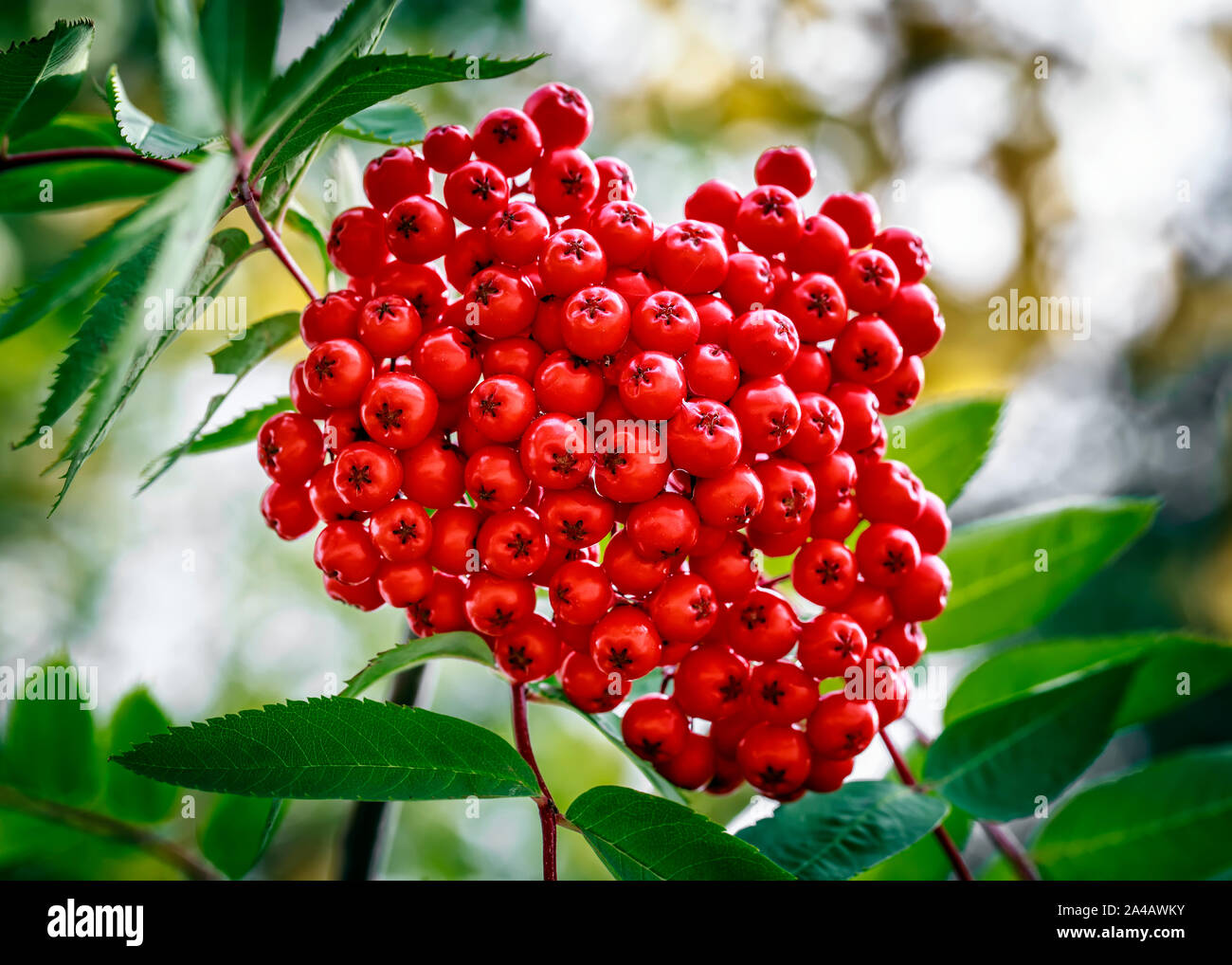 Rote Beeren der Eberesche Baum, im Nordwesten von Ontario, Kanada. Stockfoto