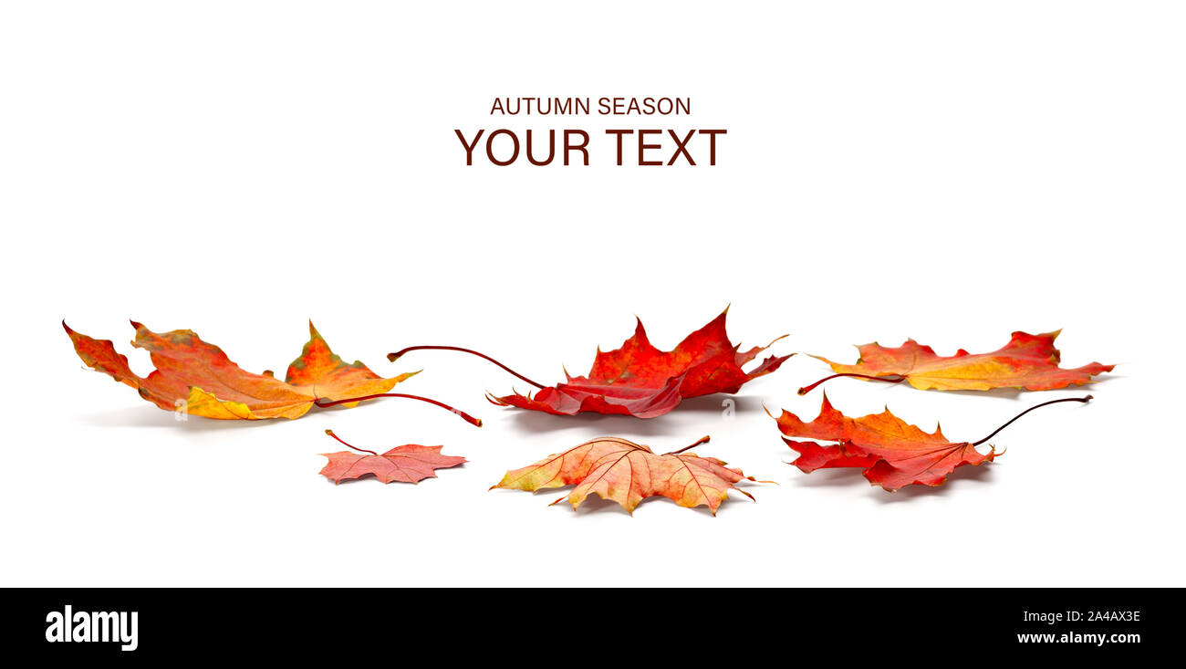 Herbst Konzept, Maple Leaf auf weißem Hintergrund Stockfoto